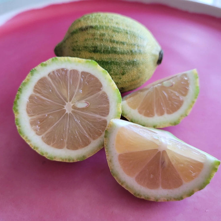 Lemon Seeds – Pink Variegated