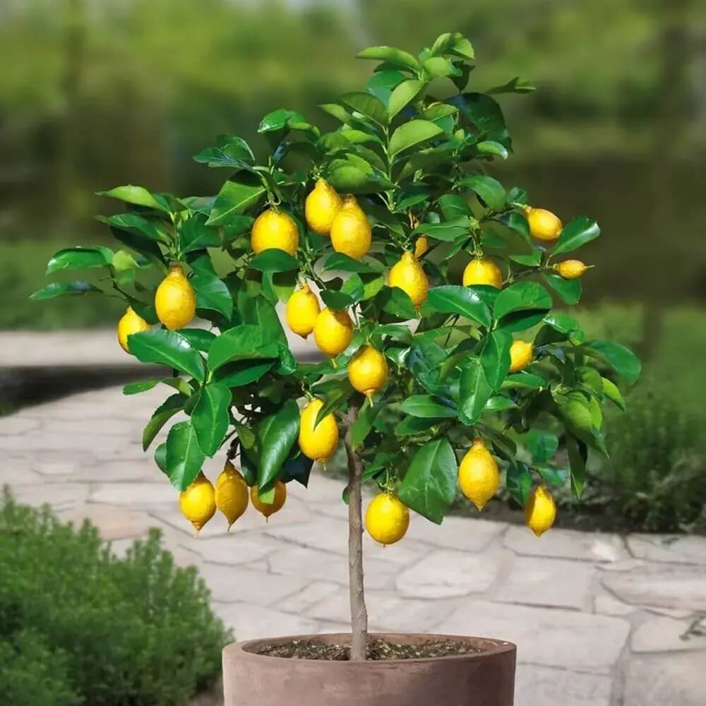 Lemon Seeds – Ponderosa