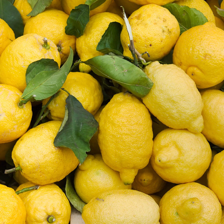 Lemon Seeds – Primofiori