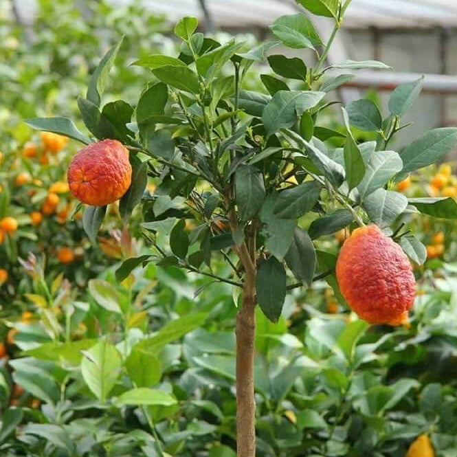 Lemon Seeds – Red Lemon Yellow