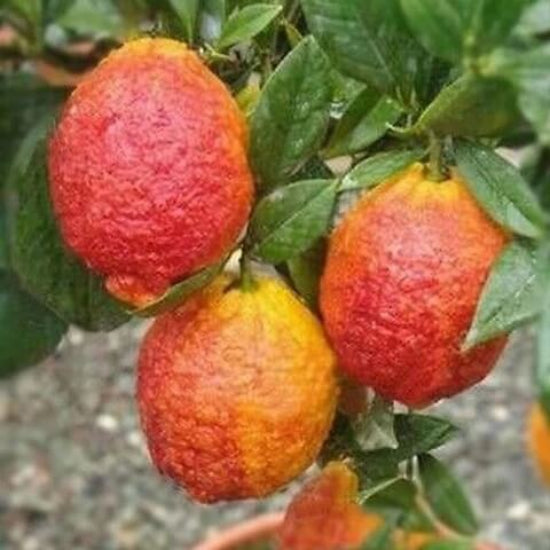 Lemon Seeds – Red Lemon Yellow