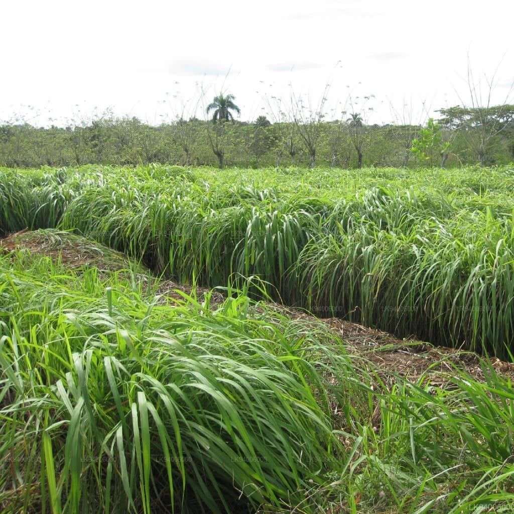 Lemon Scented Grass Seeds
