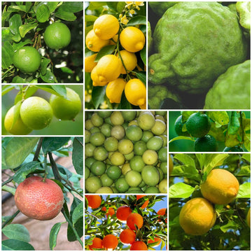 Lemon Seeds - All In One For Home Gardens