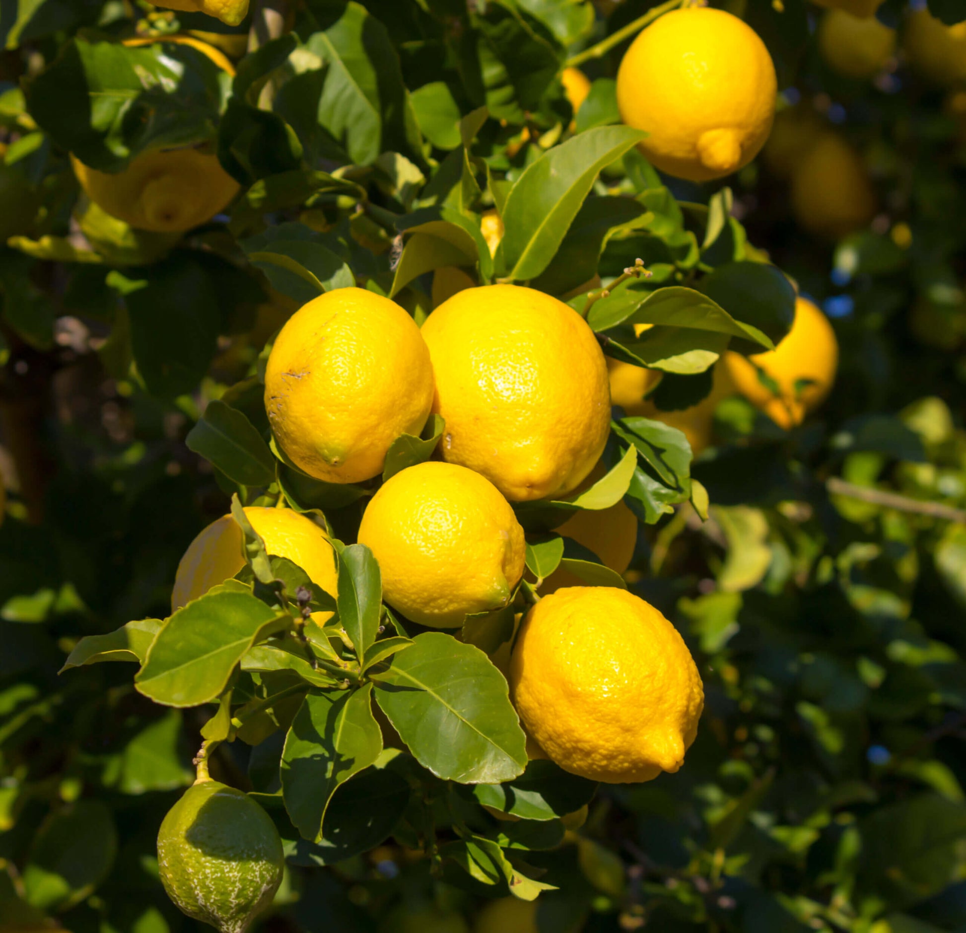 Lemon Seeds - All In One For Home Gardens