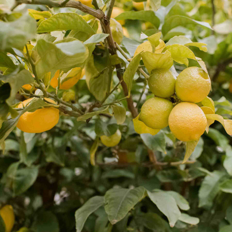 Lemon Seeds - All In One For Home Gardens
