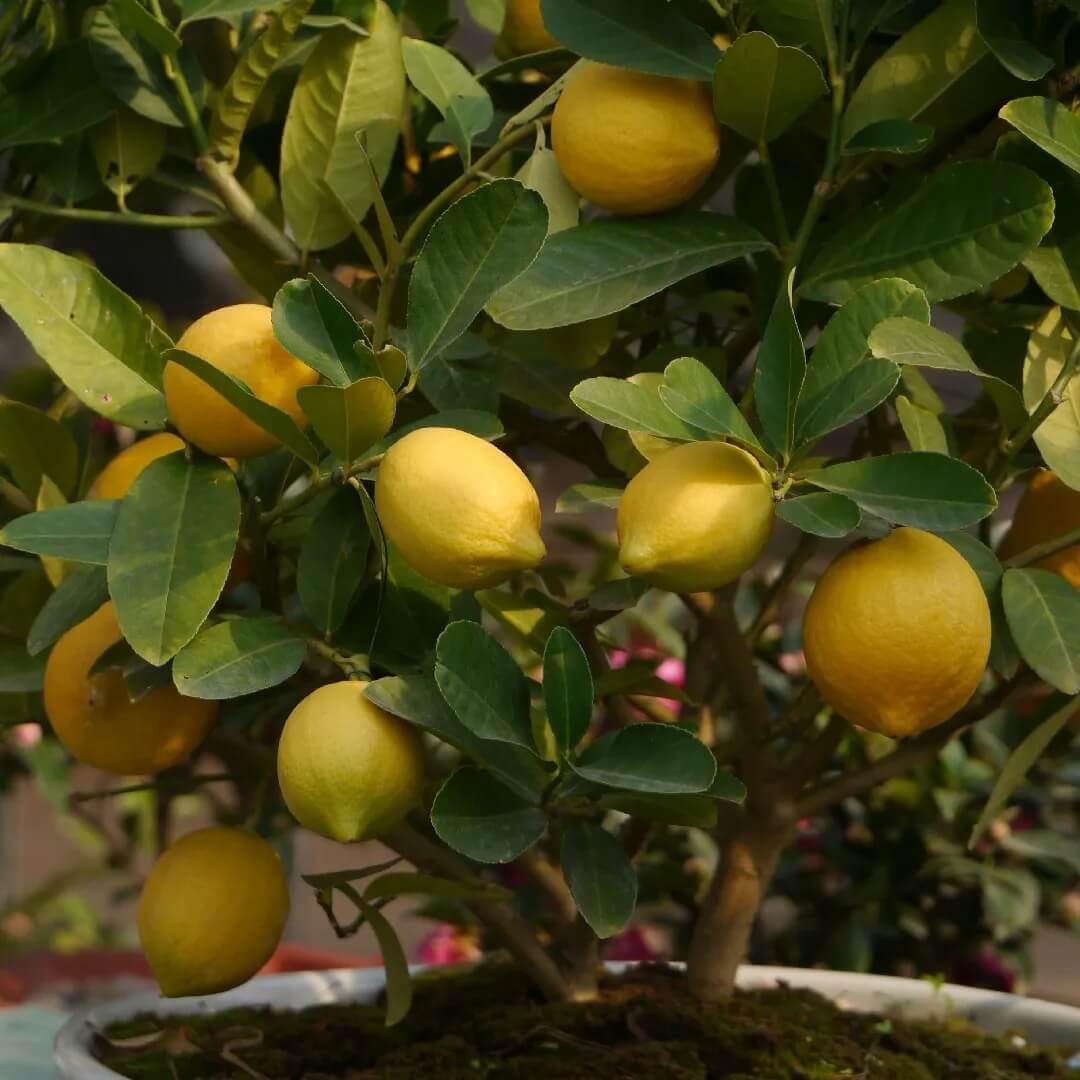Lemon Seeds - All In One For Home Gardens