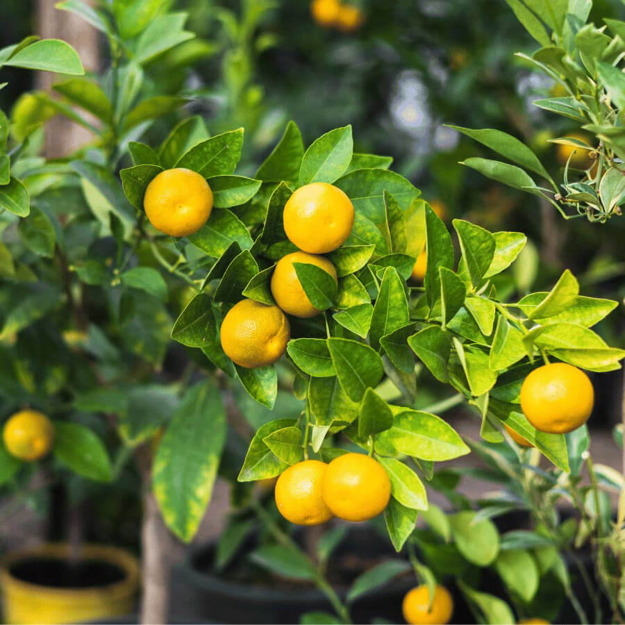 Lemon Seeds - All In One For Home Gardens