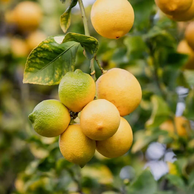Lemon Seeds - All In One For Home Gardens