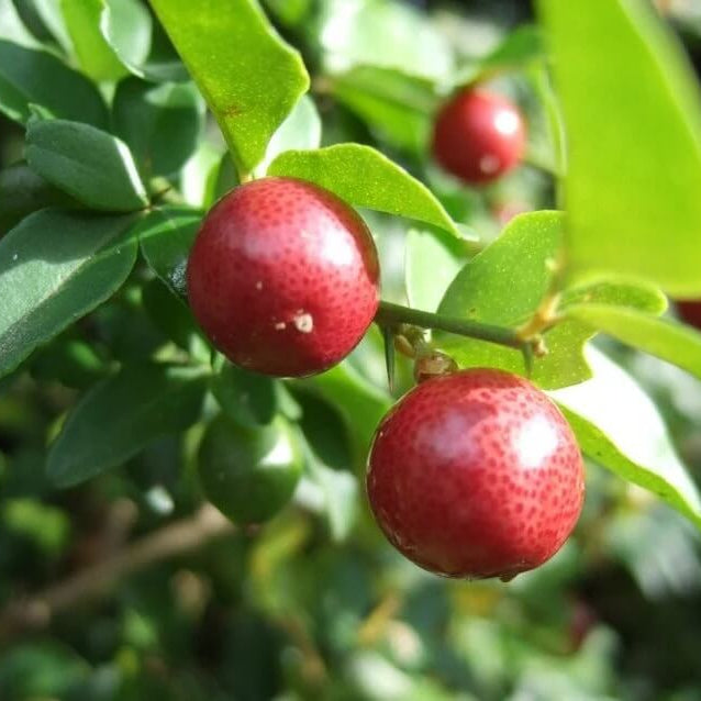 Lemon Seeds – Dark Red