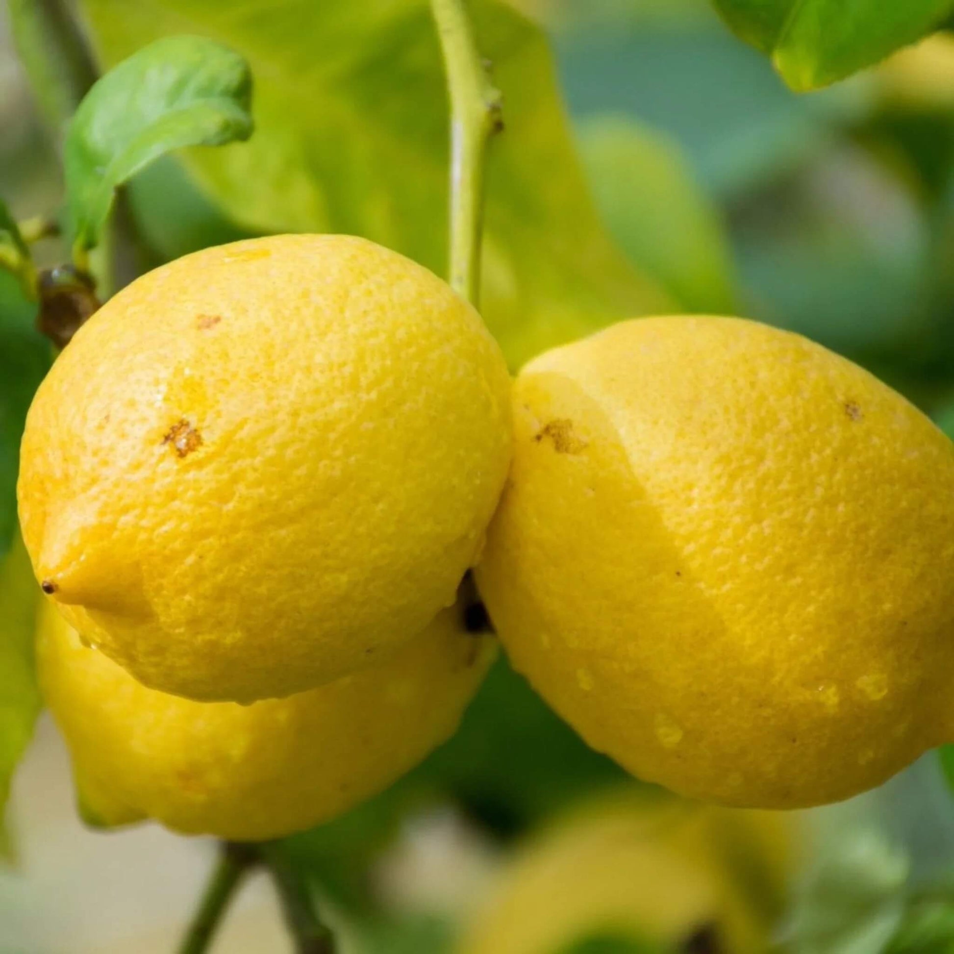 Lemon Seeds – Femminello