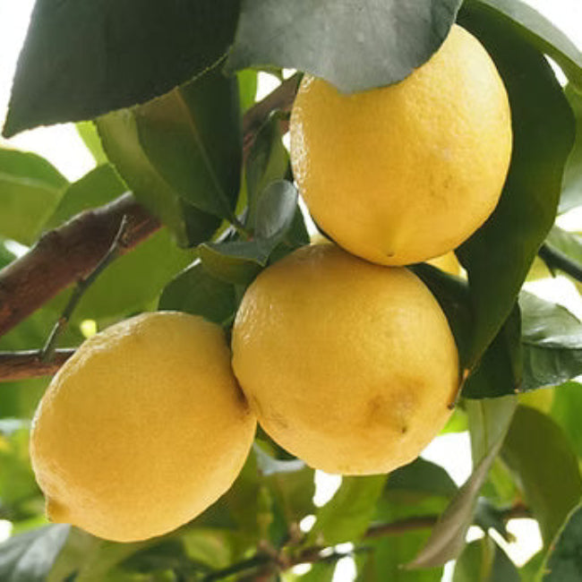 Lemon Seeds – Genoa