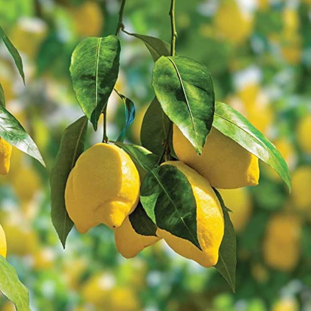 Lemon Seeds – Kagzi