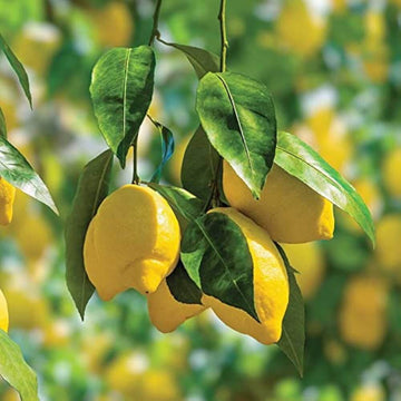 Lemon Seeds – Kagzi