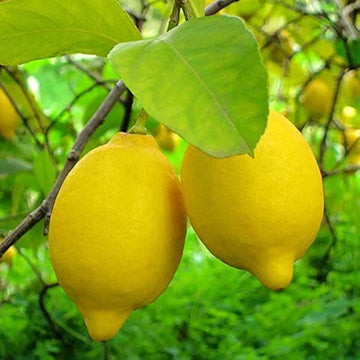 Lemon Seeds – Lisbon