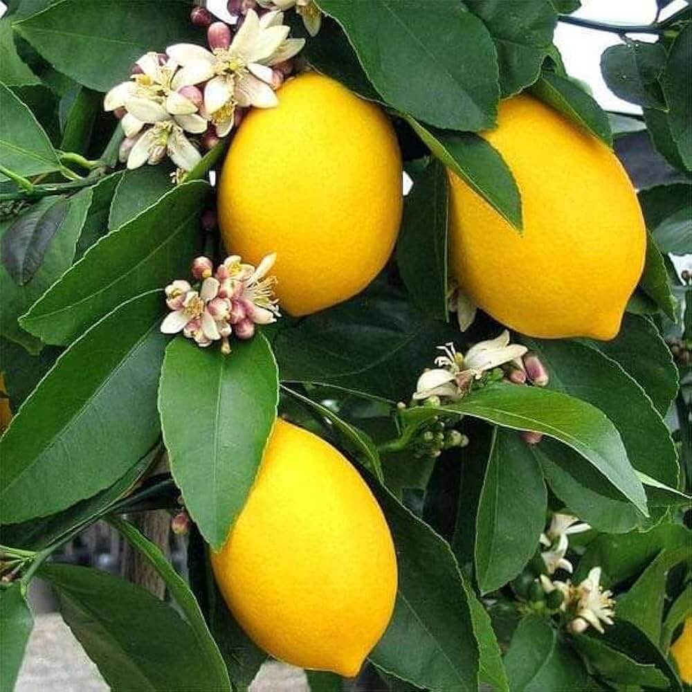 Lemon Seeds – Lumia