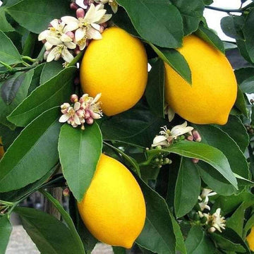 Lemon Seeds – Lumia