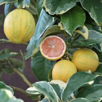 Lemon Seeds – Pink Variegated