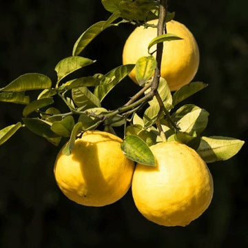 Lemon Seeds – Ponderosa