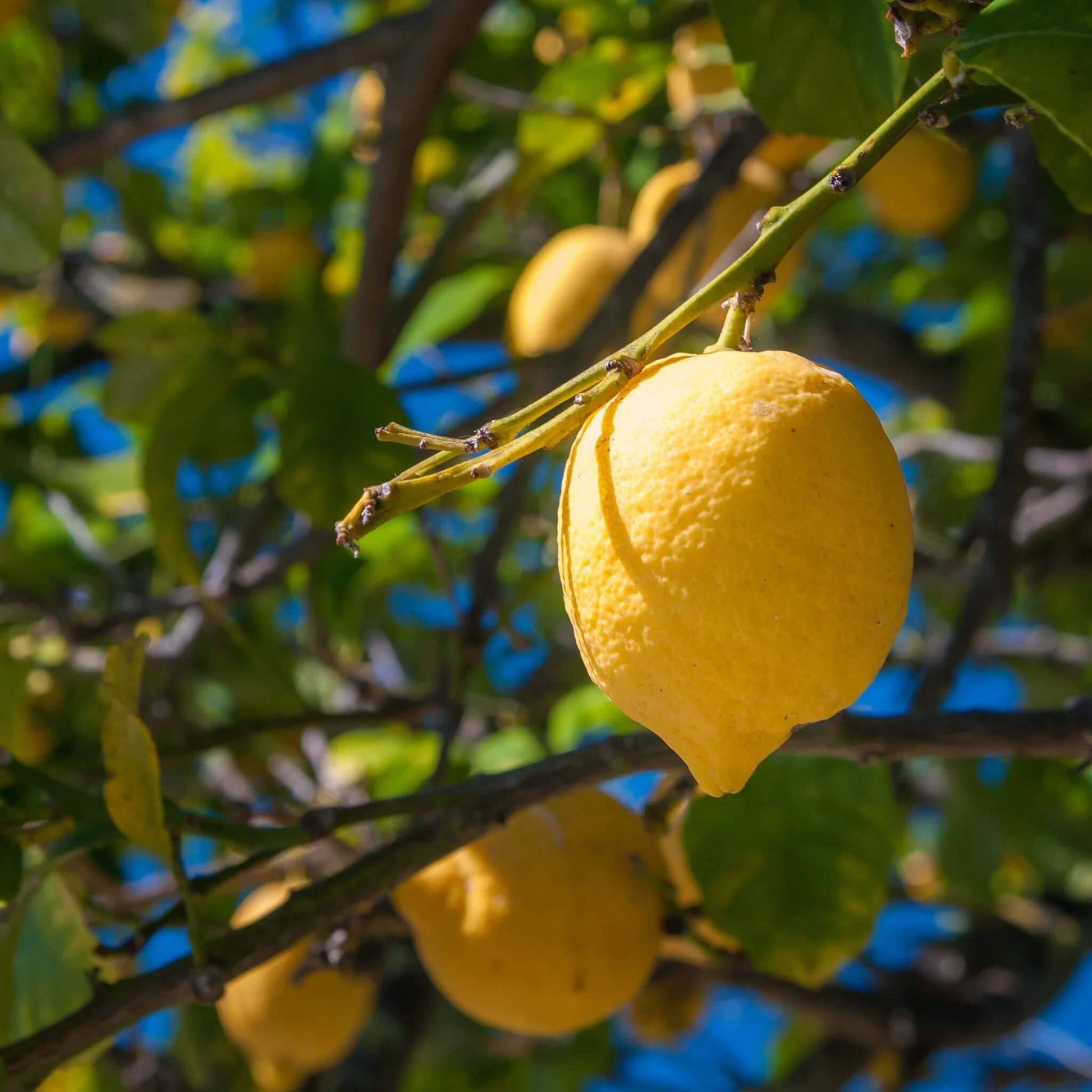 Lemon Seeds – Primofiori