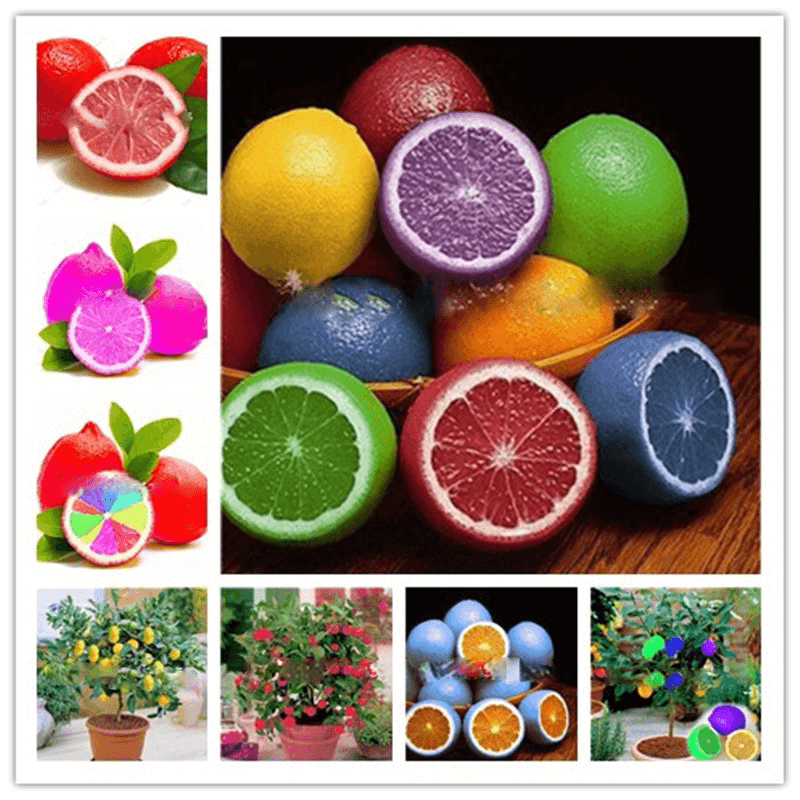 Lemon Seeds – Rainbow