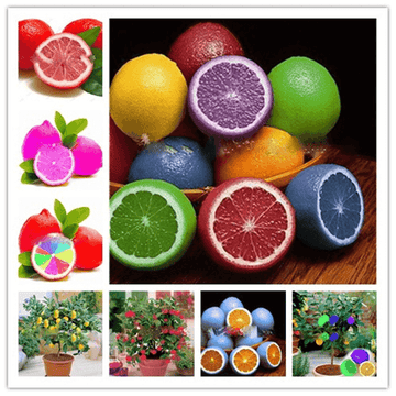 Lemon Seeds – Rainbow