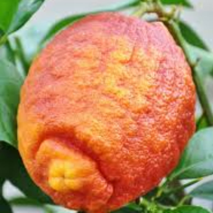Lemon Seeds – Red Lemon Yellow