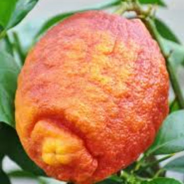 Lemon Seeds – Red Lemon Yellow