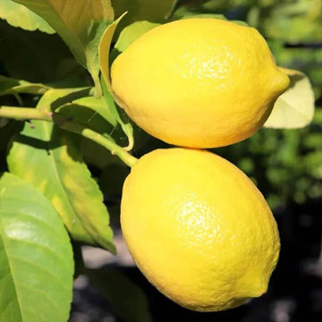 Lemon Seeds – Villafranca