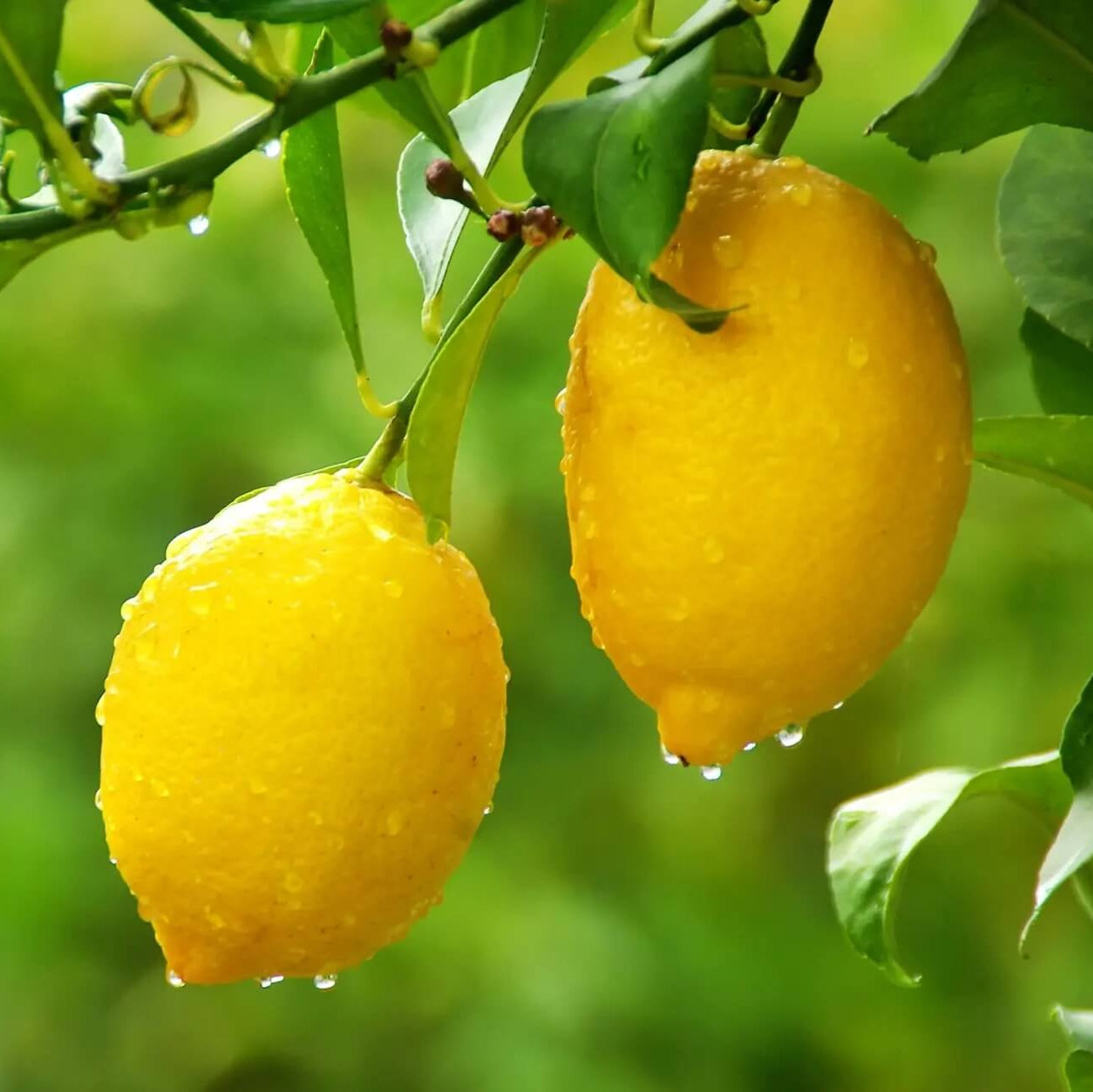 Lemon Seeds – Yellow