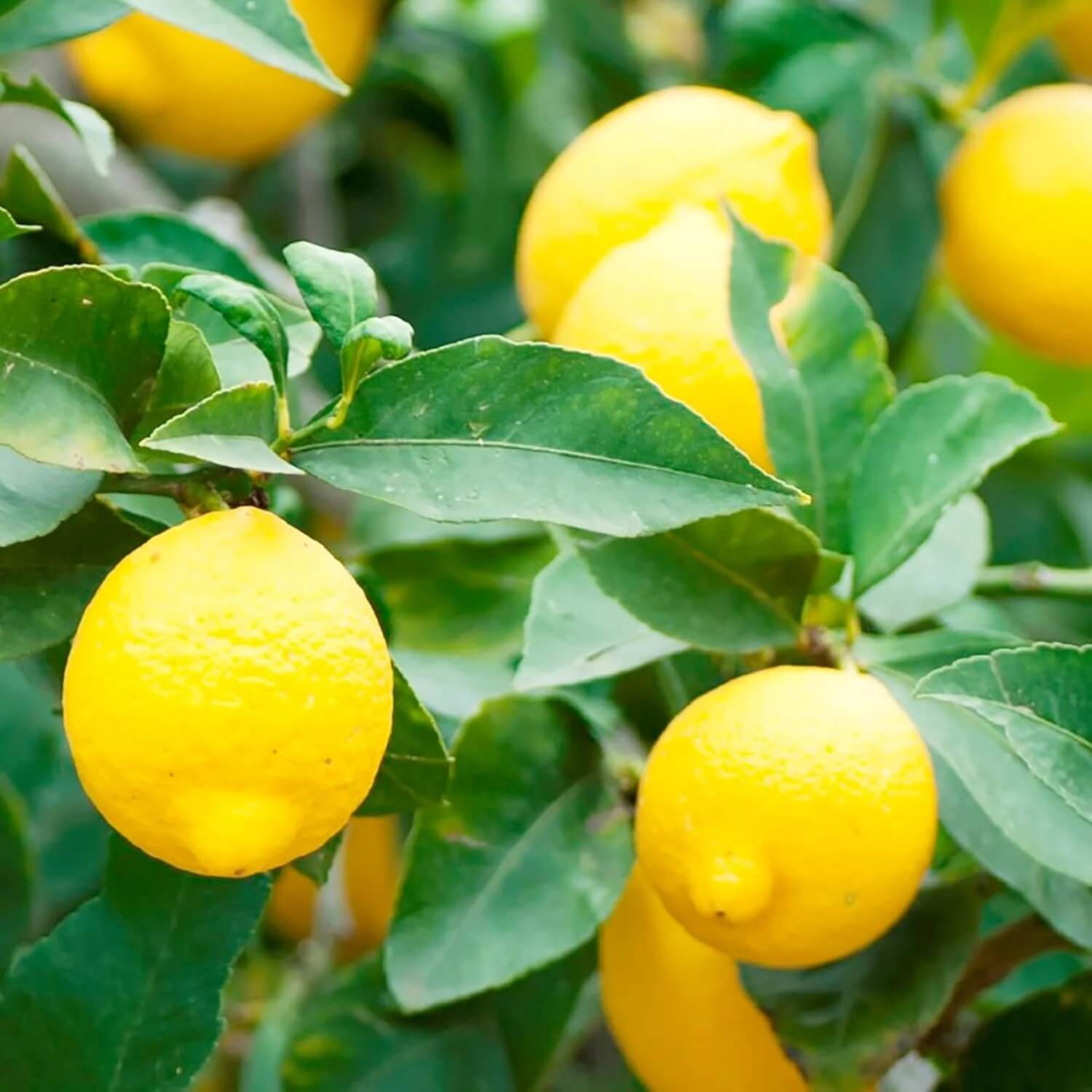 Lemon Tree Seeds – Hermetically Sealed