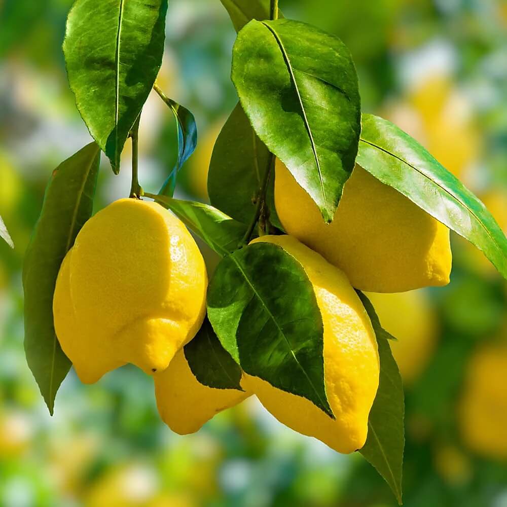 Lemon Tree Seeds – Hermetically Sealed