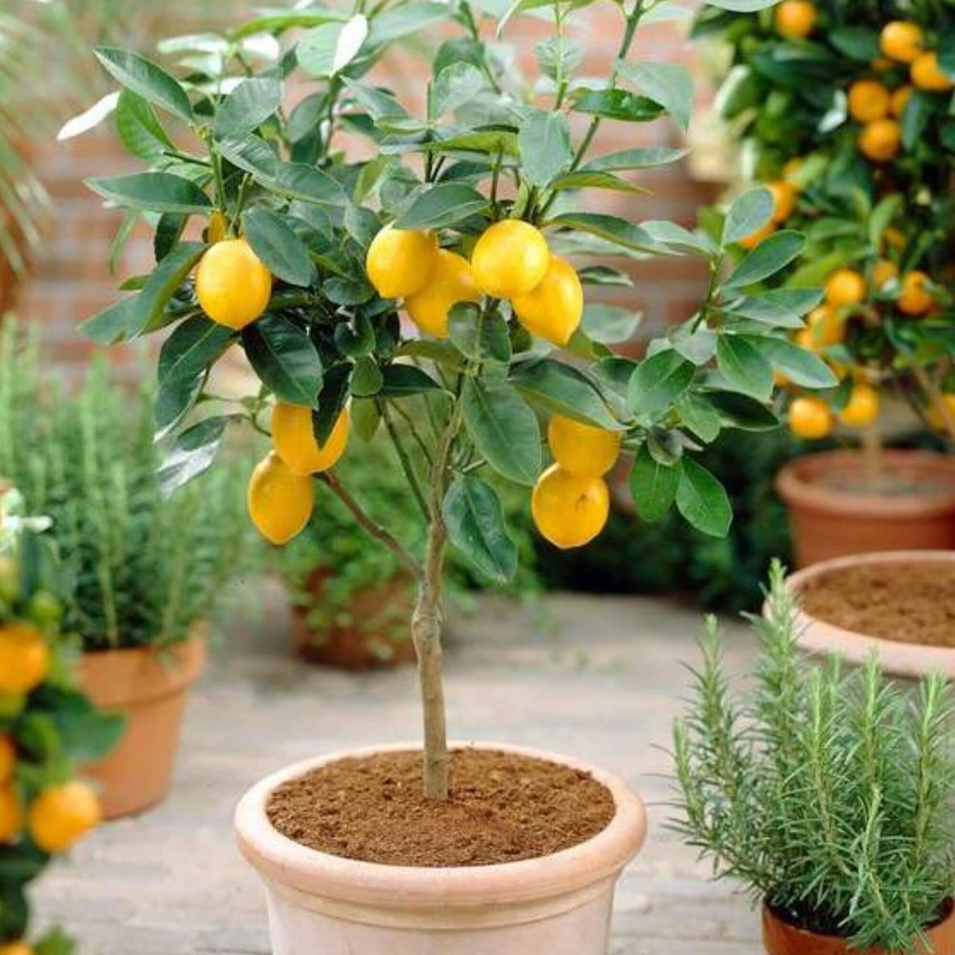 Lemon Tree Seeds – Hermetically Sealed