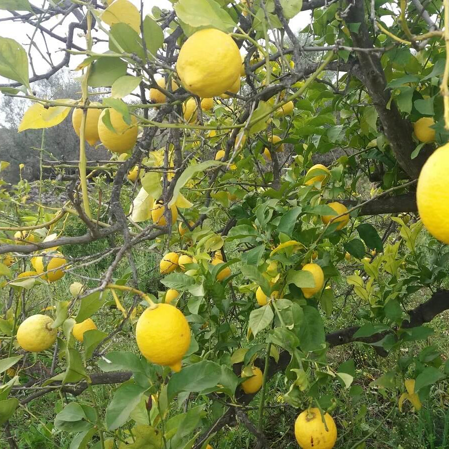 Lemon Seeds – Verna