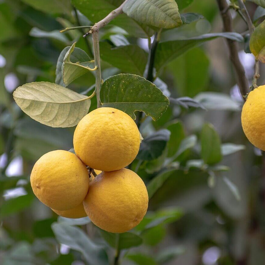 Lemon Seeds – Verna