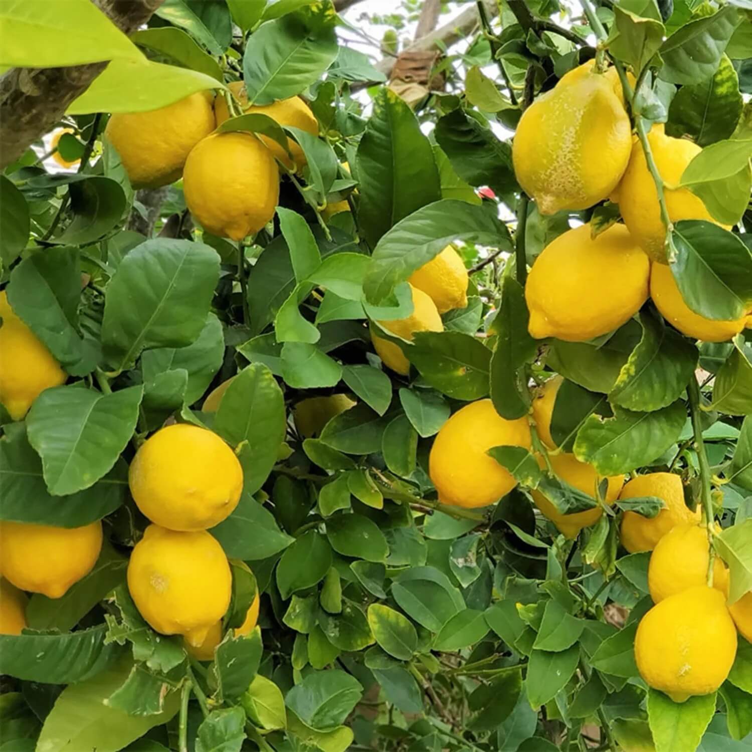 Lemon Seeds – Villafranca