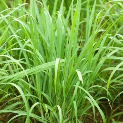 Lemongrass Seeds – Heirloom