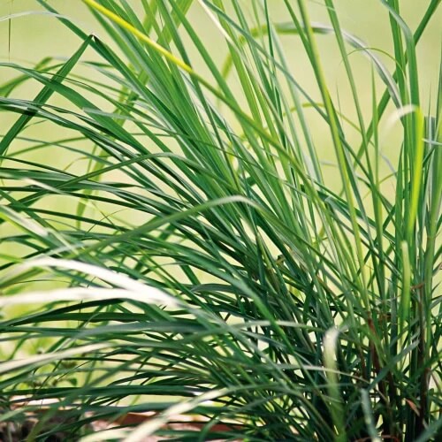 Lemongrass Seeds – Heirloom