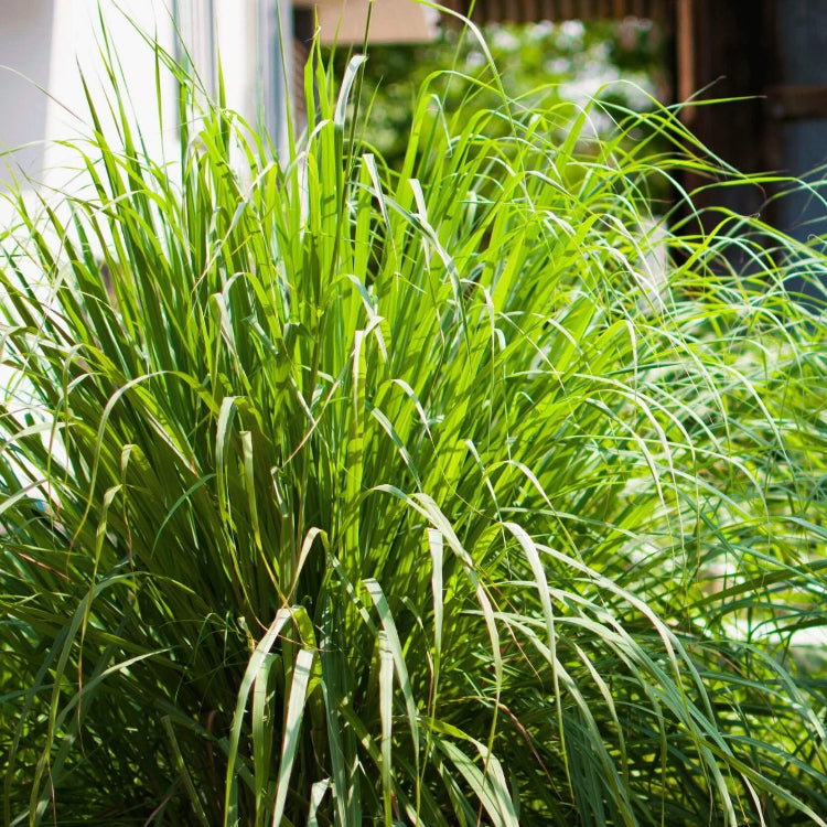 Lemongrass Seeds – Heirloom