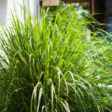 Lemongrass Seeds – Heirloom