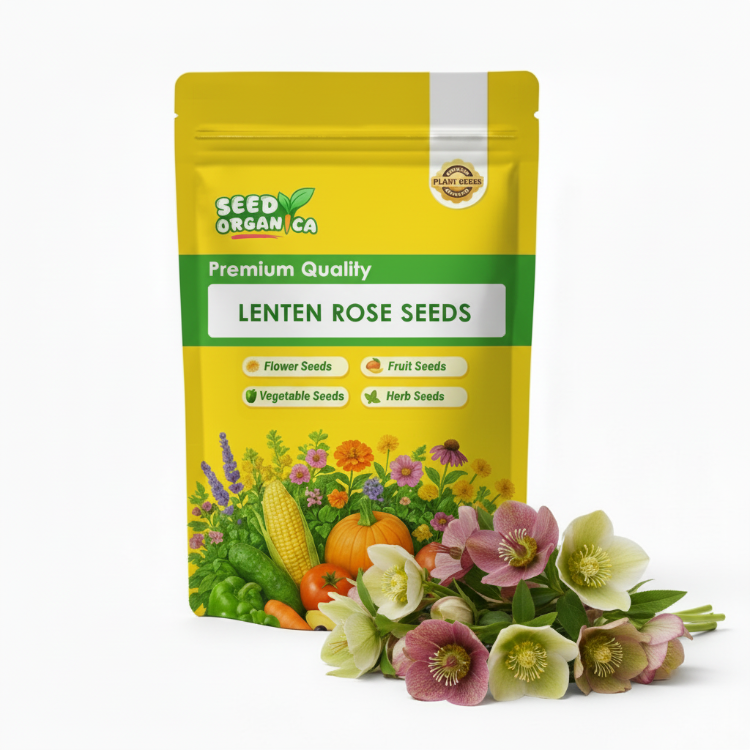 Lenten Rose Seeds