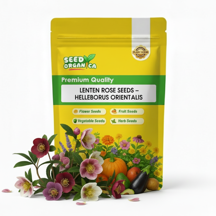 Lenten Rose Seeds – Helleborus Orientalis