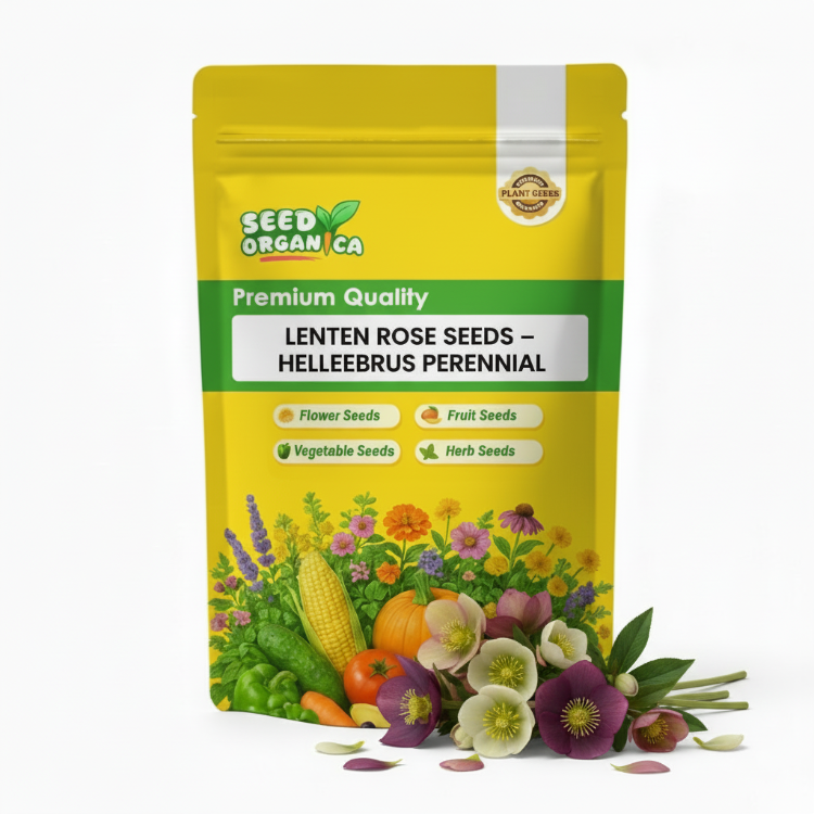 Lenten Rose Seeds – Helleborus Perennial
