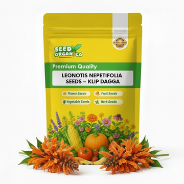 Leonotis Nepetifolia Seeds – Klip Dagga