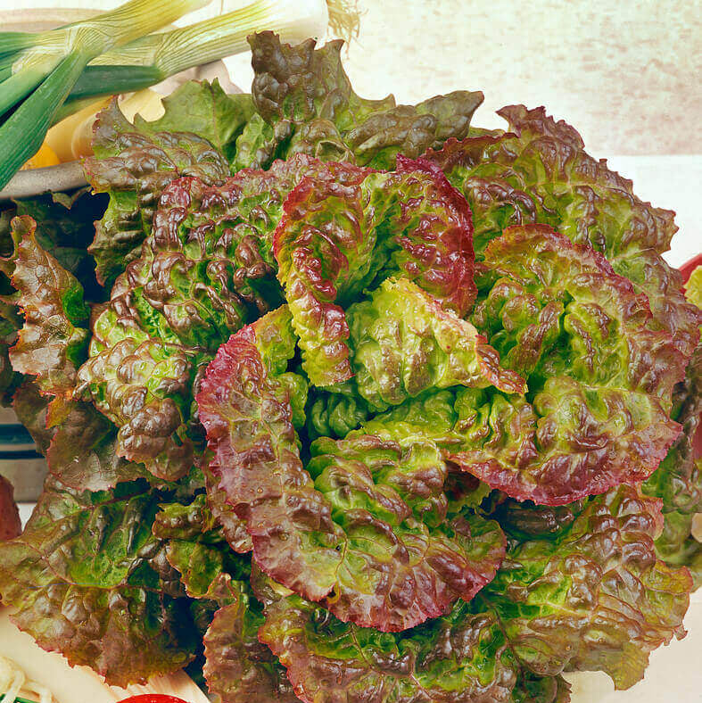 Lettuce Seeds – Prizehead Green Brown
