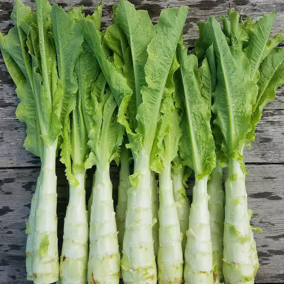 Lettuce Seeds – Asparagus