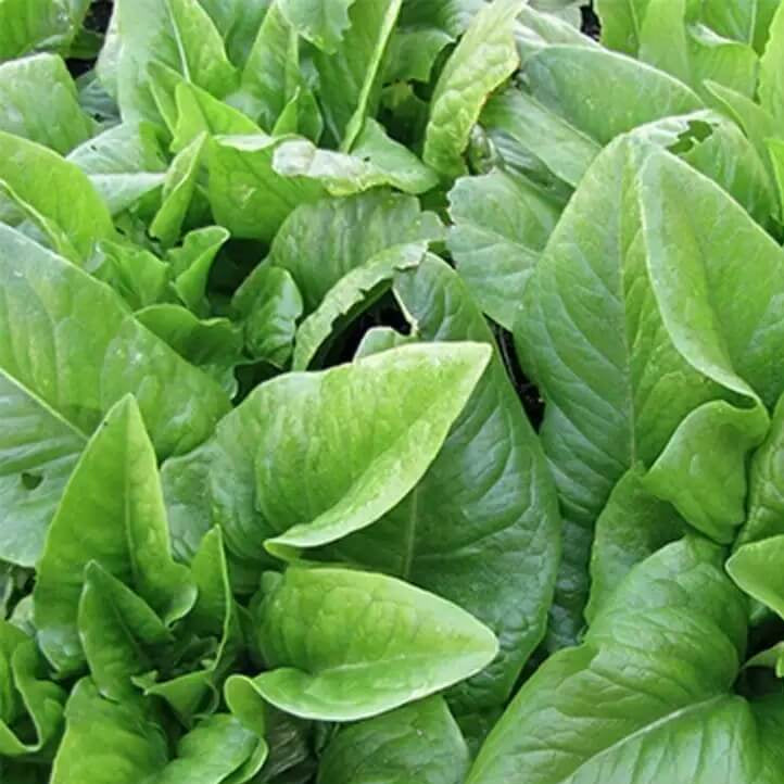 Lettuce Seeds – Amish Deer Tongue