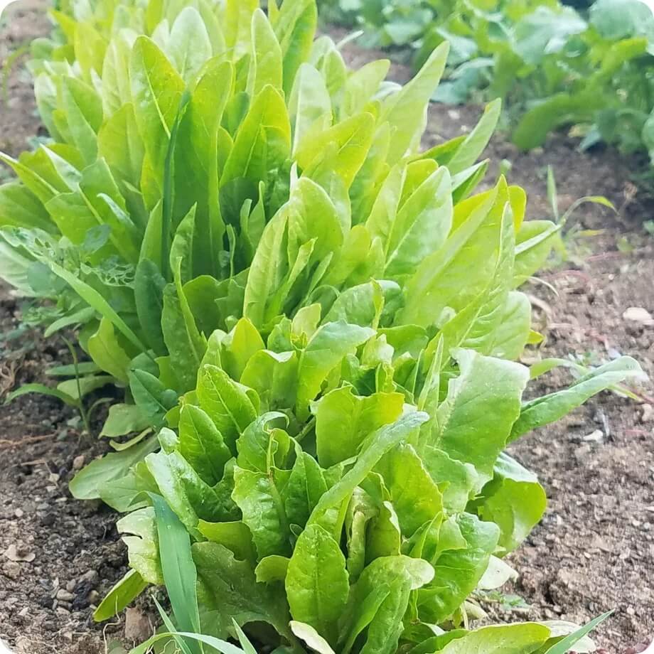 Lettuce Seeds – Amish Deer Tongue