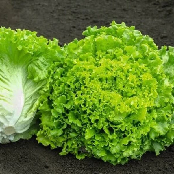 Lettuce Seeds – Batavia