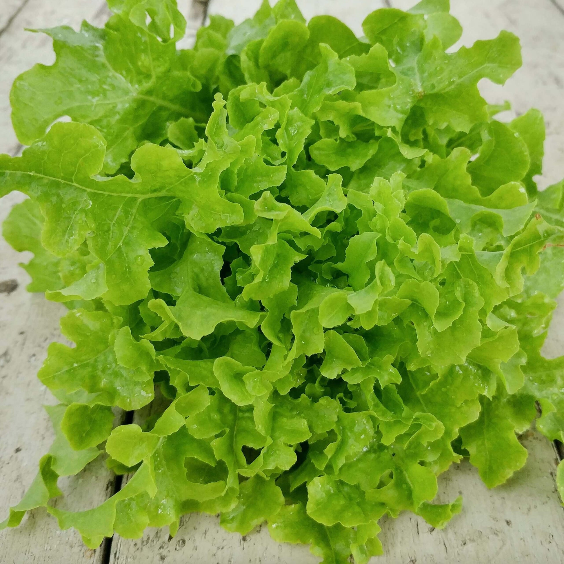 Lettuce Seeds – Black