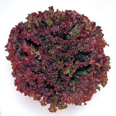 Lettuce Seeds – Black Red
